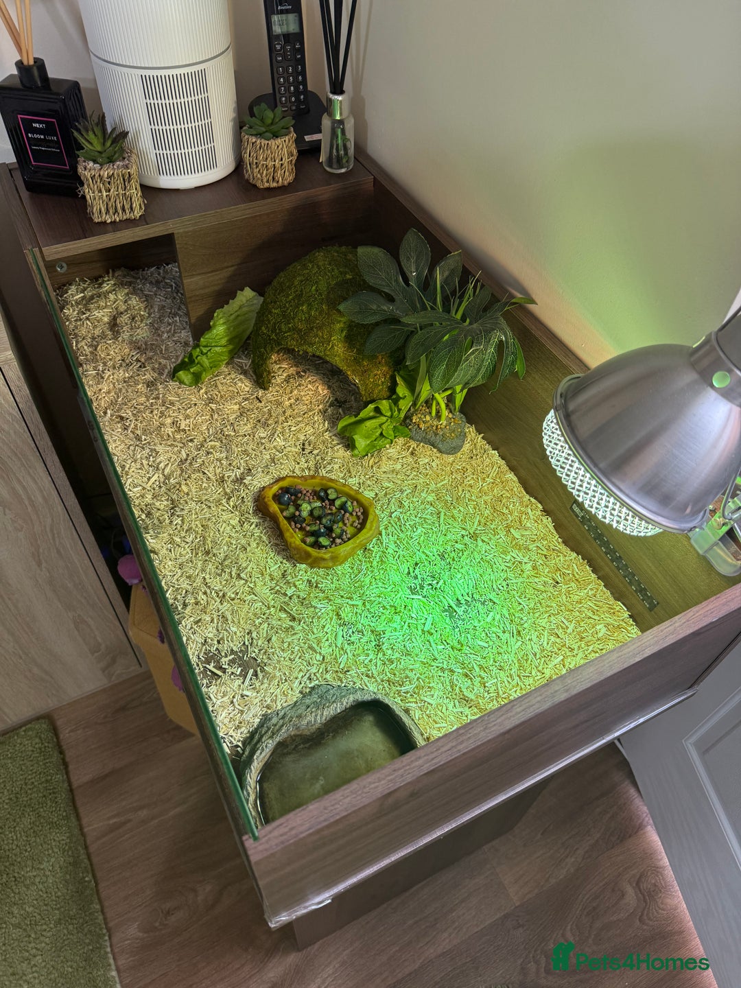 Tortoise reptiles for sale: Spur-tighed tortoise  - Image 6