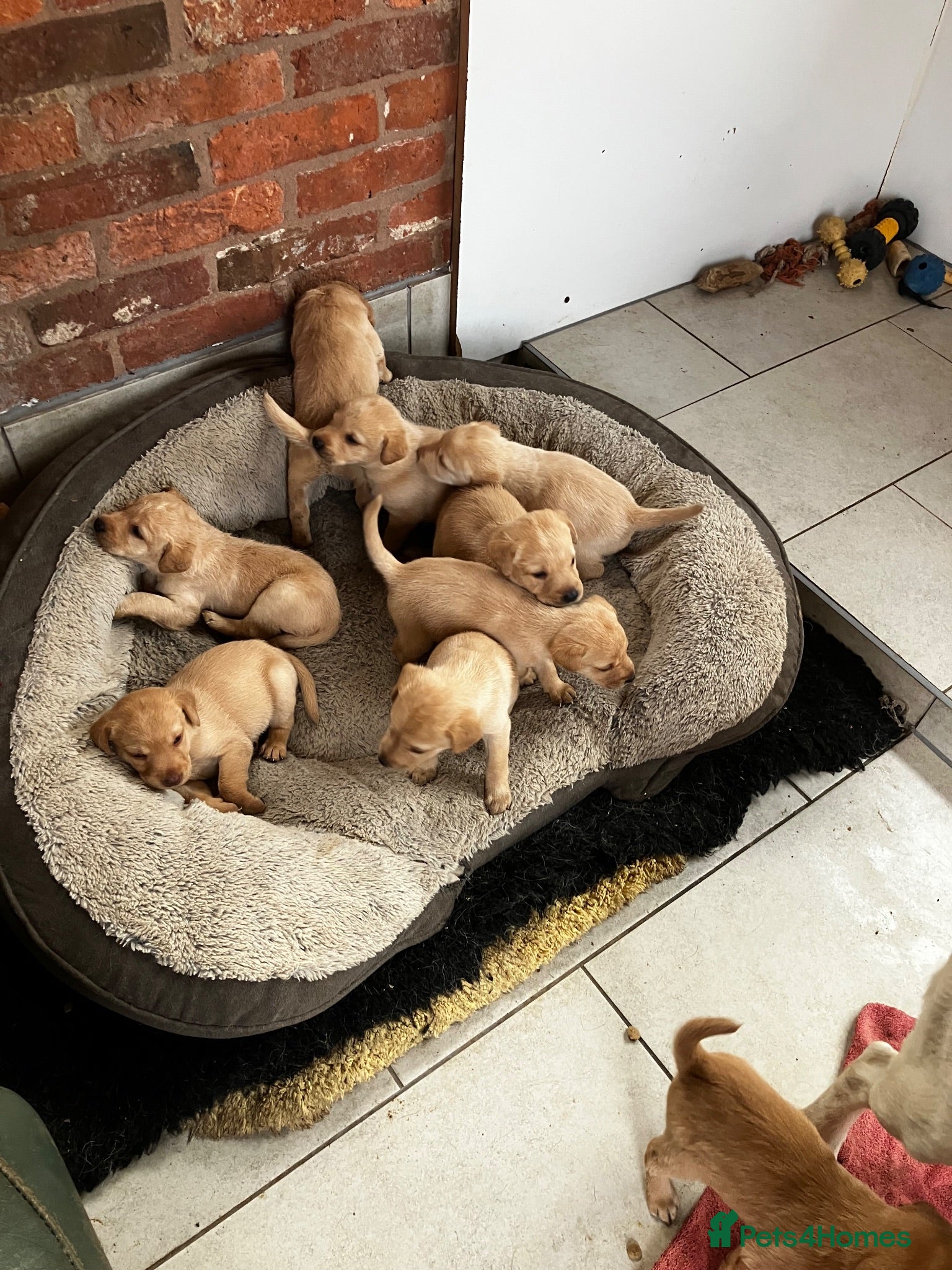 Labrador Retriever dogs Red Labrador puppies pick of litter? - Advert 3