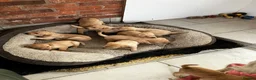 Labrador Retriever dogs for sale: Quality Labrador puppies  - Advert 15