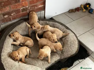 Labrador Retriever dogs Red Labrador puppies pick of litter? - Advert 3