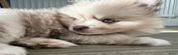 Pomeranian dogs for sale: White, Lilac, Merle Female Pomeranian  - Advert 8
