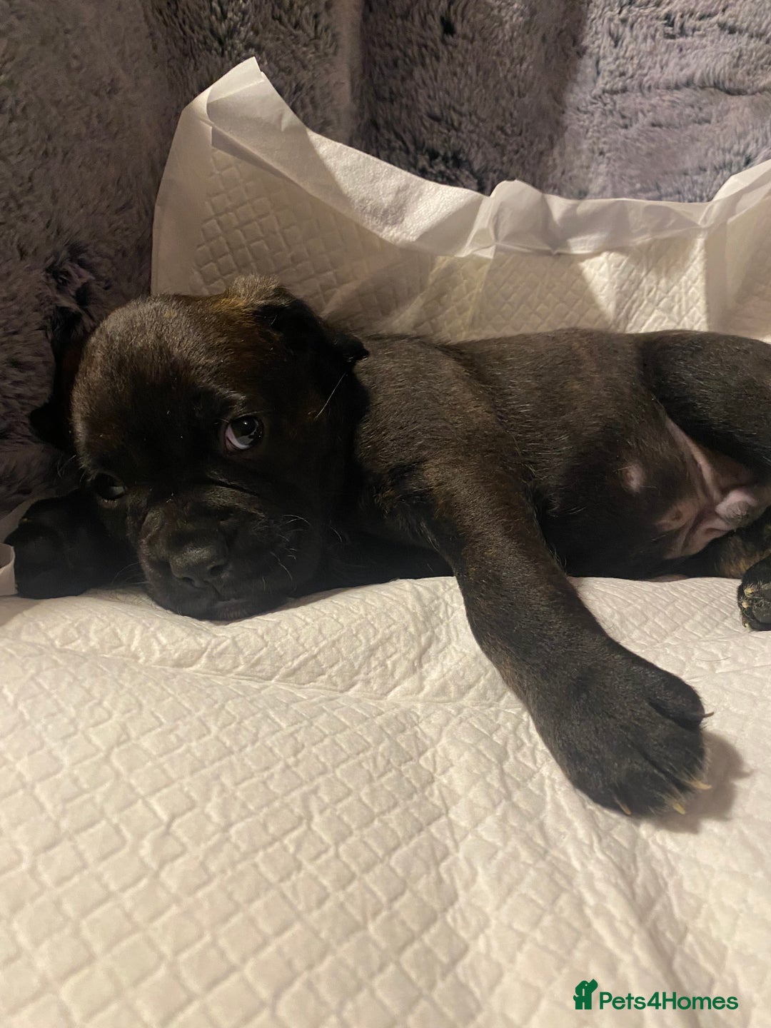 Mixed Breed dogs for sale: 🤩 mum kc boxer dad mini boxer 5 pups rare 🤩 - Advert 8