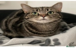Mixed Breed cats for sale: Name Star - Image 1