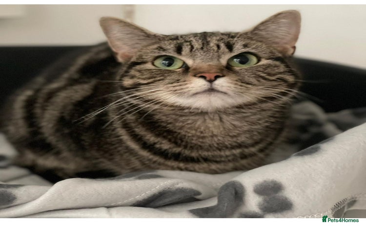 Mixed Breed cats for sale - Advert 1