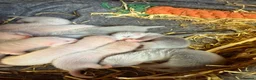 Ferret rodents for sale: Micro Ferrets  in Newent - Advert 3