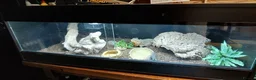 Bearded Dragon reptiles for sale: Bearded Dragon and Complete Vivarium Setup in Yarm - Advert 4