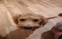 Cockapoo dogs for sale: Boy cockapoo  - Advert 4