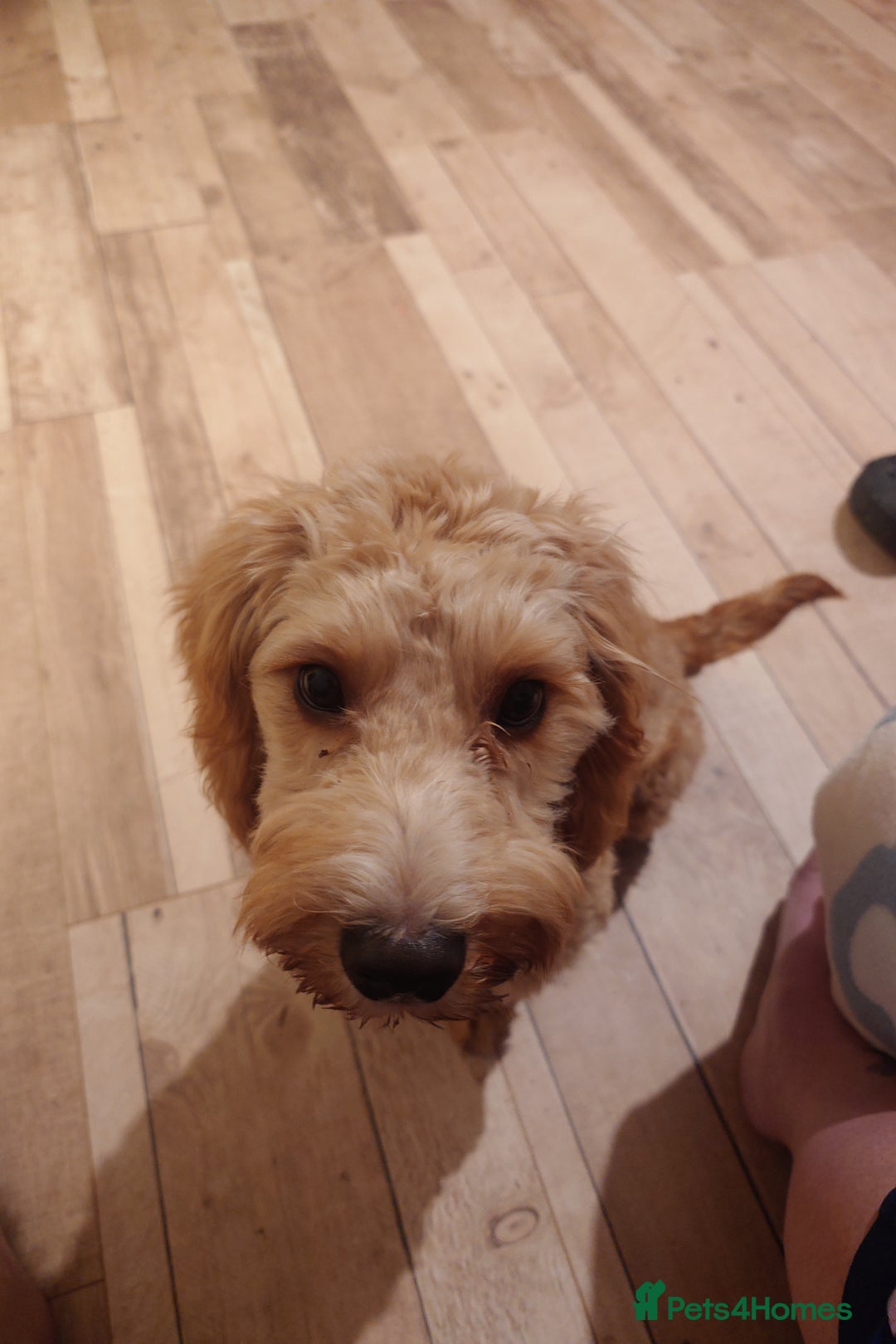 Cockapoo dogs for sale: Boy cockapoo  - Advert 4