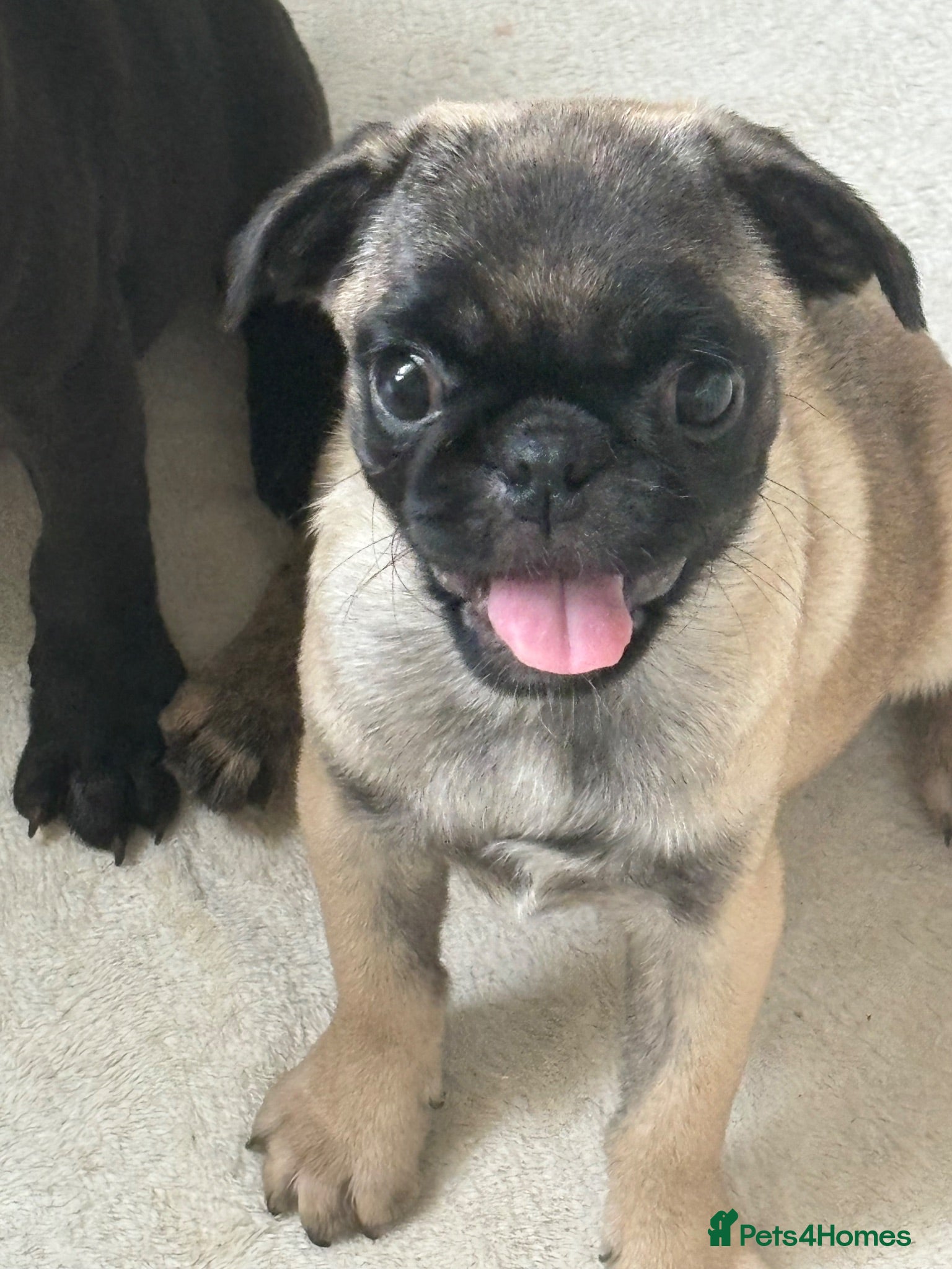 Pug dogs 1 beautiful girl left  - Advert 10