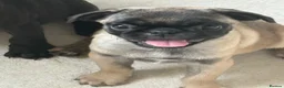 Pug dogs for sale: 3 beautiful pug pups available  - Advert 5