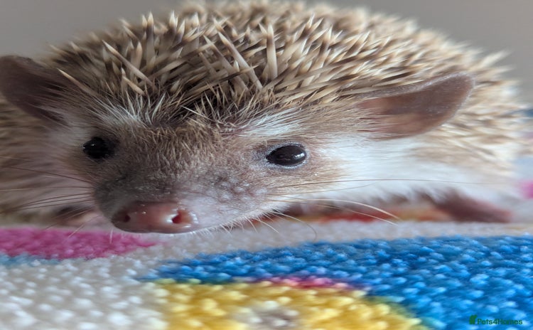 Pygmy Hedgehog rodents Gorgeous Hoglets 2 Males/Ready Now!!! - Advert 1