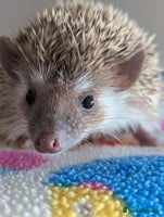 Pygmy Hedgehog rodents Adorable Hoglets need 5*homes.READY NOW!!!! - Advert 1