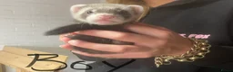 Ferret rodents for sale: Kits for sale  - Advert 5