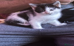 Mixed Breed cats for sale: Black & white mixed breed kittens  - Image 2