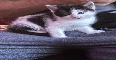 Mixed Breed cats - Advert 10