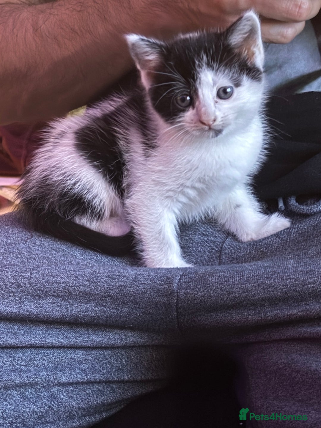 Mixed Breed cats for sale: Black & white mixed breed kittens  - Image 2