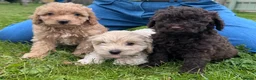 Cavapoo dogs for sale: F2 cavapoo boys  - Advert 8