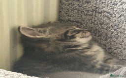 Sphynx cats for sale: House cat x sphinx kittens - Image 9