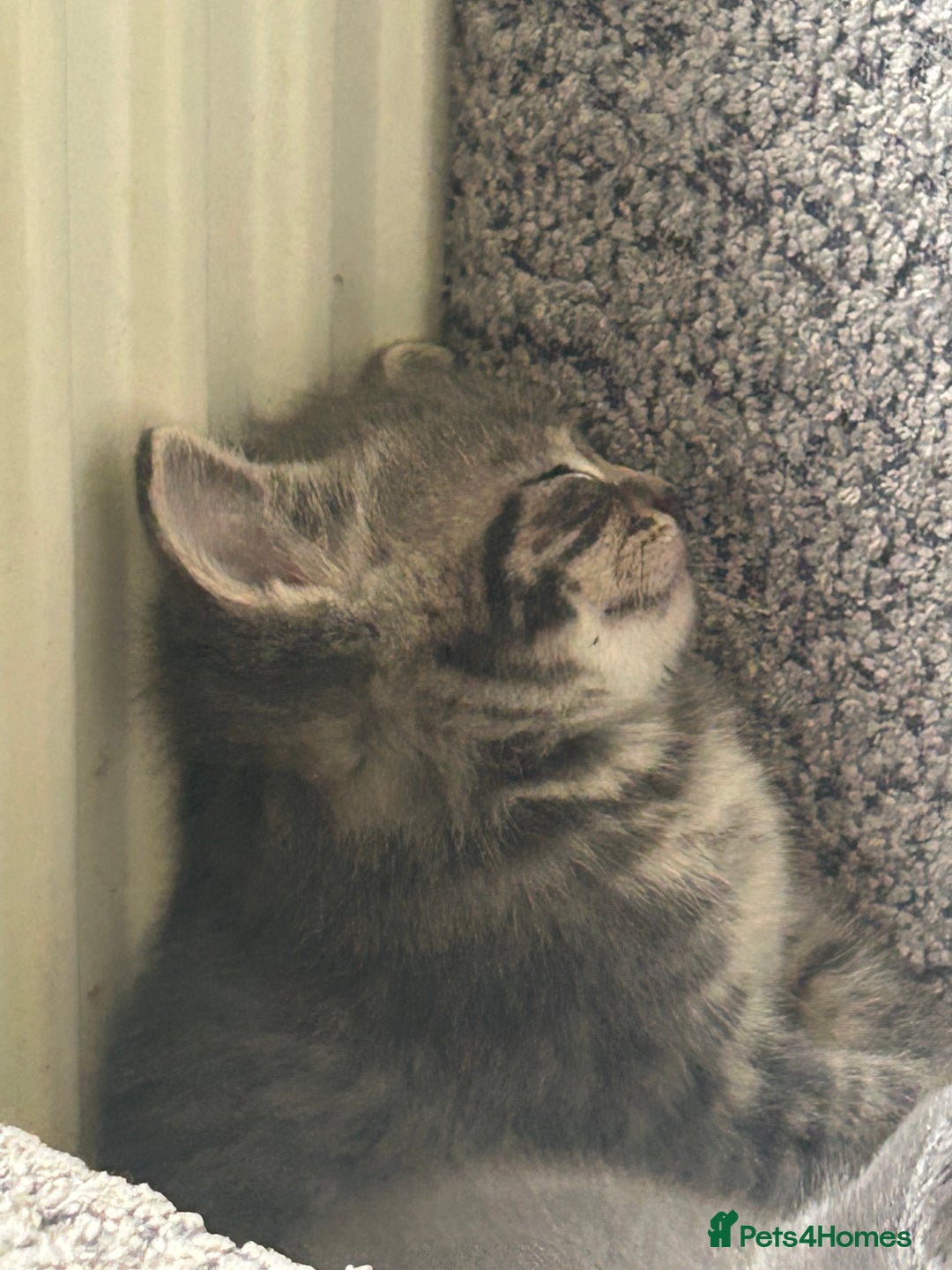 Sphynx cats for sale: House cat x sphinx kittens - Image 9