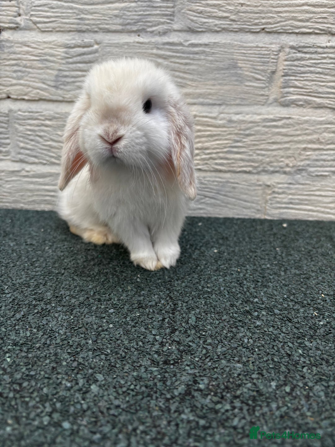 Baby Cashmere Lop Rabbit Mini Lop Bunnies Gumtree Bunnies For Sale