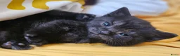Mixed Breed cats for sale: Mixed Gray British Shorthair kittens 🩶 - Advert 20
