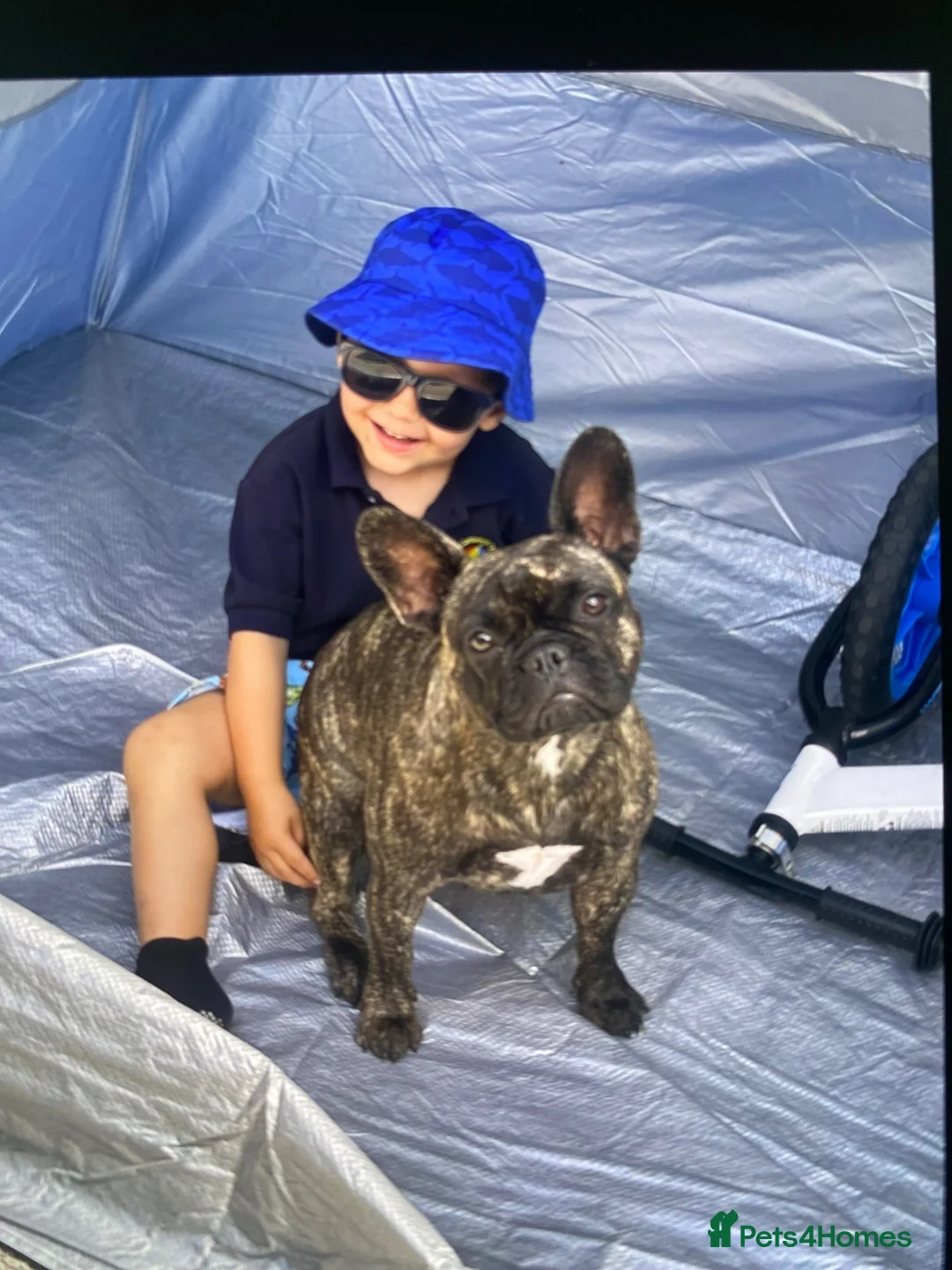 French Bulldog dogs for sale: 2 year old French bulldog  in Sandown - Advert 6