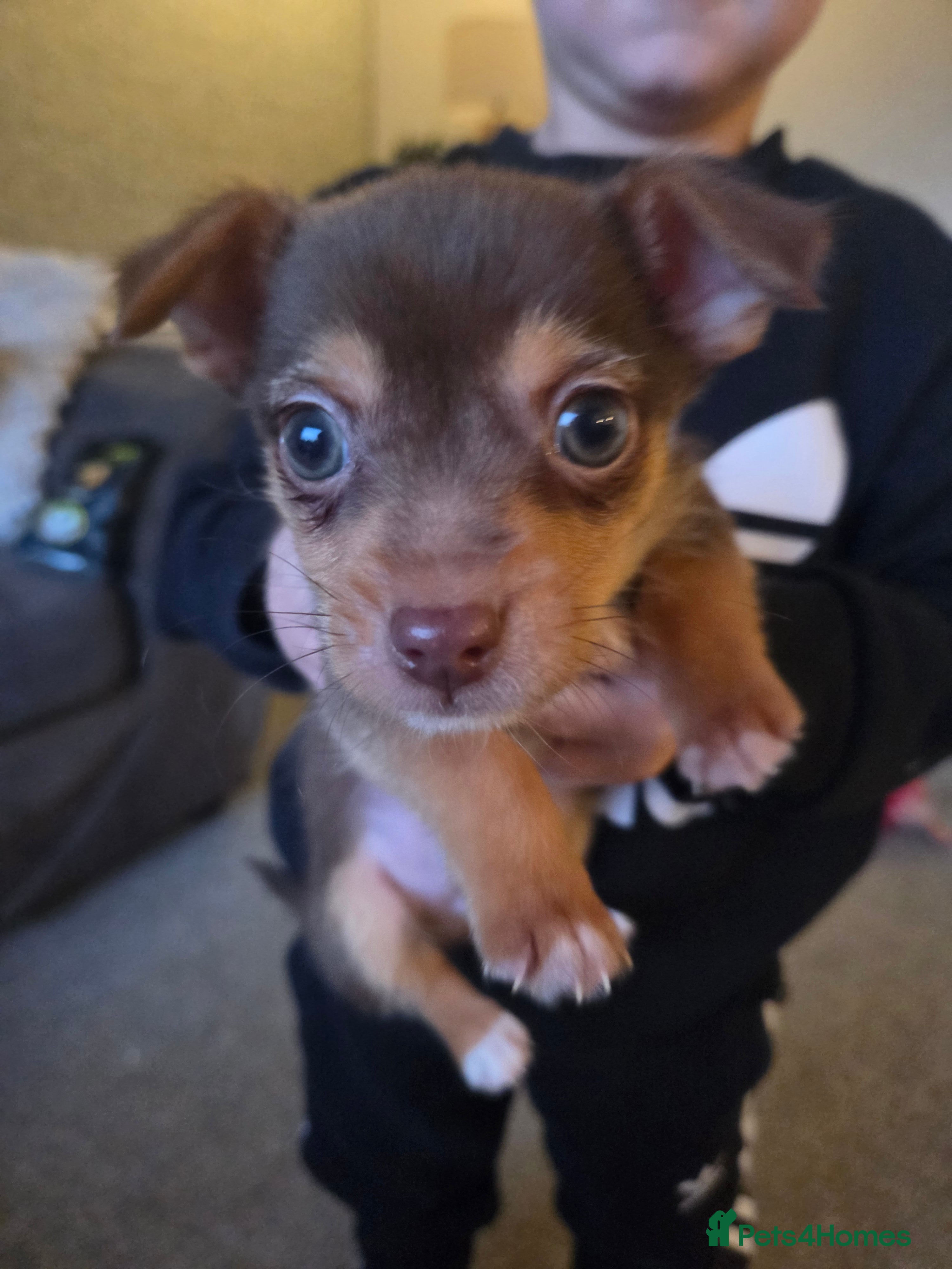 Mixed Breed dogs Jack Chi - Advert 2