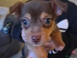 Mixed Breed dogs Jack Chi - Advert 1