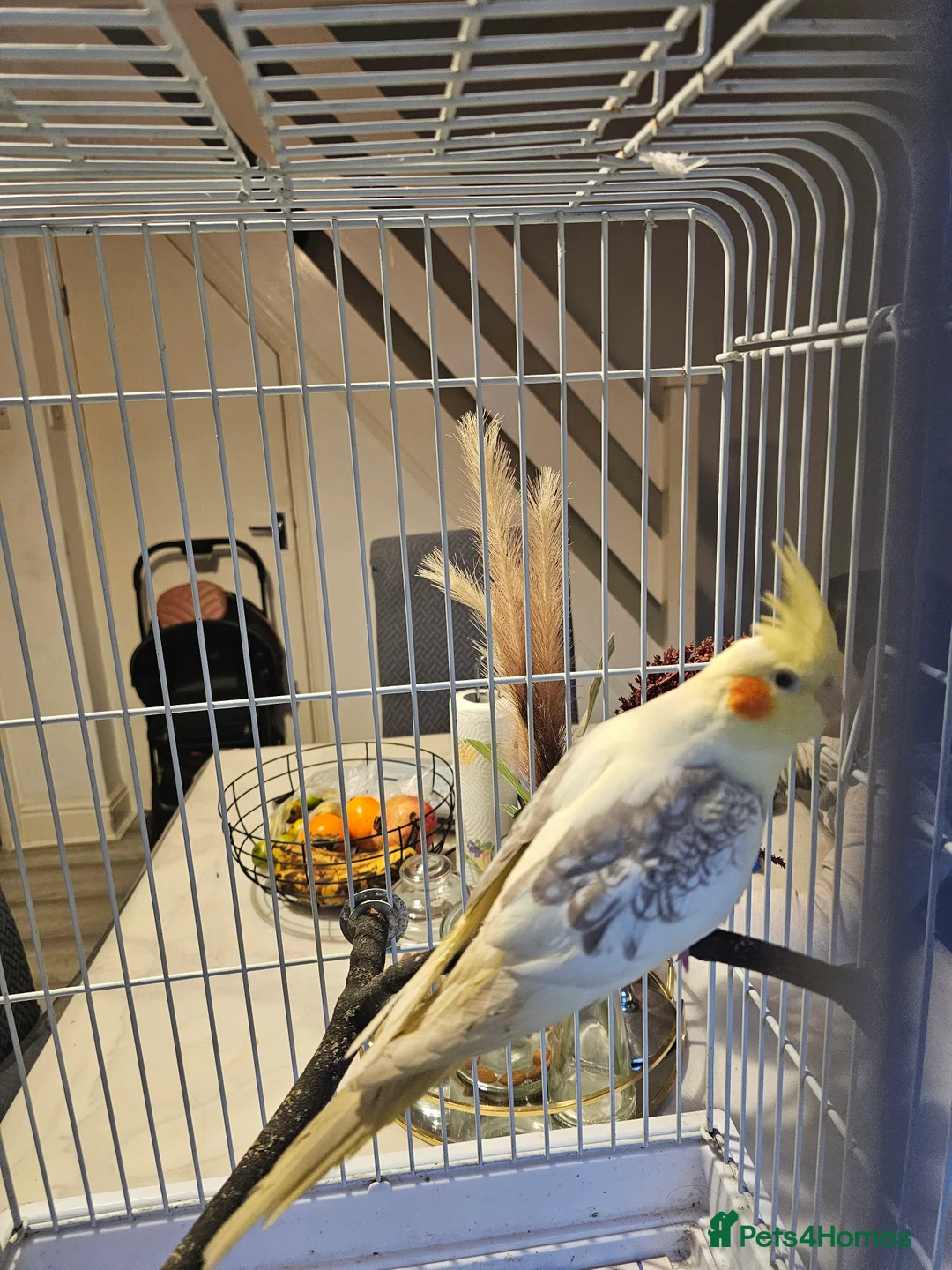 Cockatiels birds for sale: Cockatiel - Advert 4