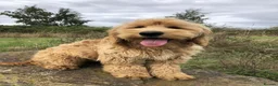 Goldendoodle dogs for sale: Phoebe F1 Miniature Goldendoodle - Advert 6