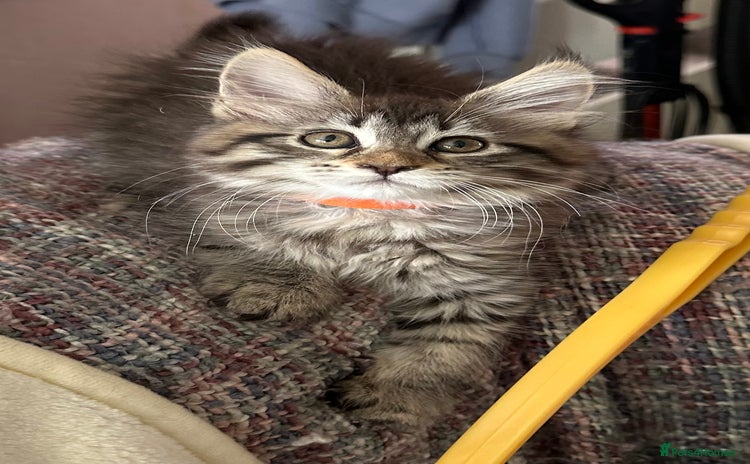 Maine Coon cats - Advert 4