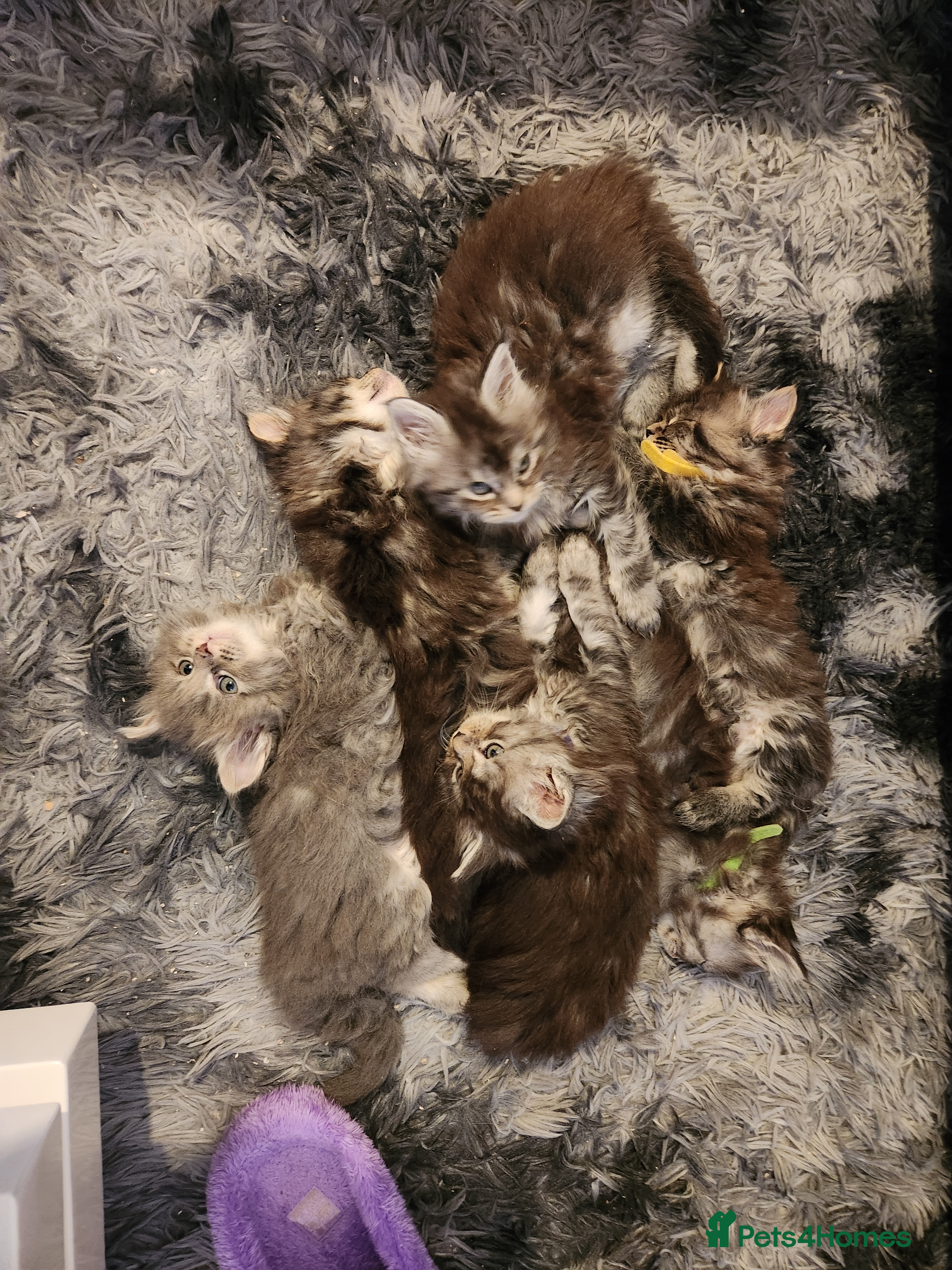 Maine Coon cats Pure Maine coon kittens - Advert 6