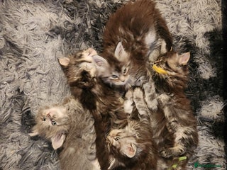 Maine Coon cats Pure Maine coon kittens - Advert 6