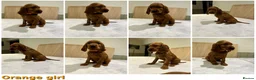 Irish Setter dogs for sale: KC Registered Irish Setter Puppies in Trowbridge - Advert 15