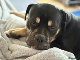 Mixed Breed dogs Rehome 8 month old Staffy/Old Tyme Bulldog cross - Advert 4