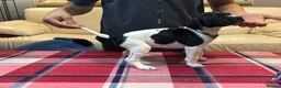 Pointer dogs for sale: Pedigree Pointer Pups - Advert 11