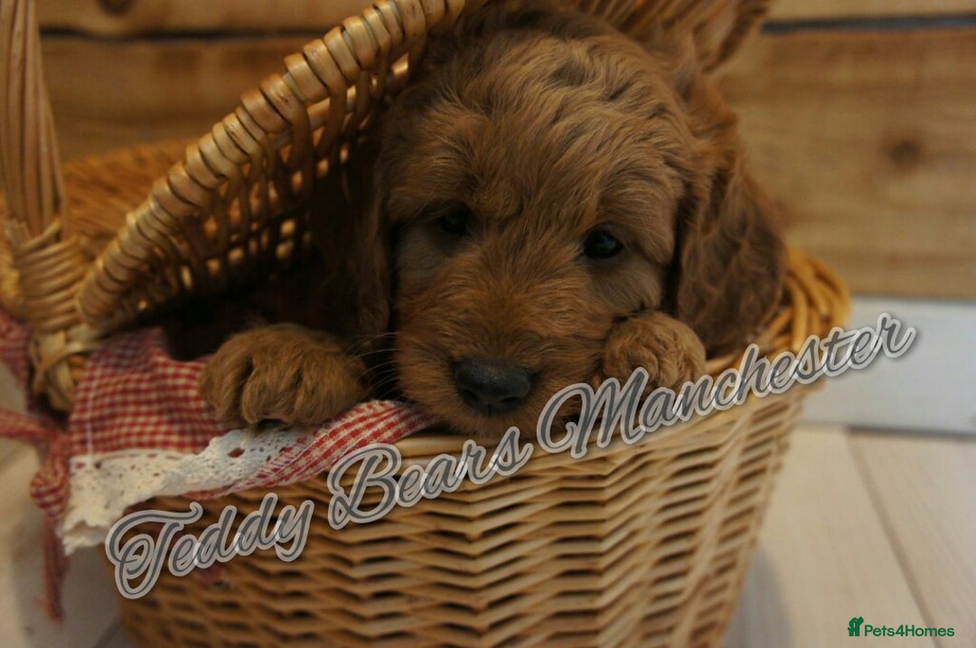 Mini Goldendoodle dogs for sale: Stunning home-bred F1 Goldendoodles,KC REG parents - Advert 6