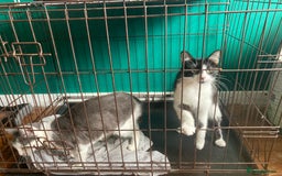 British Shorthair cats for sale: 2 female cats not neutered  - Image 2