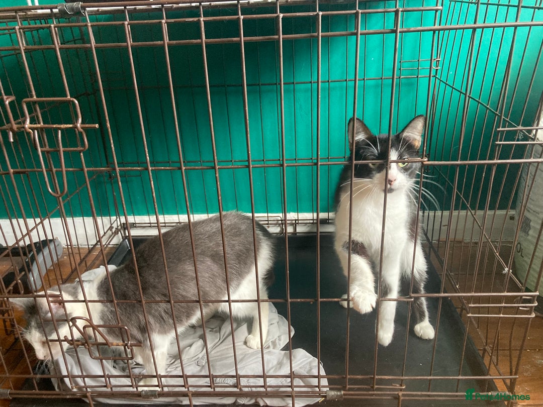 British Shorthair cats for sale: 2 female cats not neutered  - Image 2