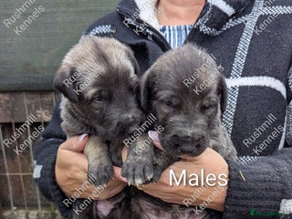 Deerhound dogs Deerhound/Wolfhound pups - Advert 17