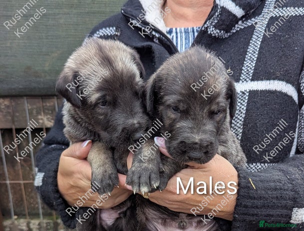 Deerhound dogs Deerhound/Wolfhound pups - Advert 1