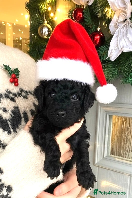 Toy Poodle dogs Black toy poodle male puppy excellent pedigree - Advert 2