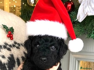 Toy Poodle dogs Black toy poodle male puppy excellent pedigree - Advert 9