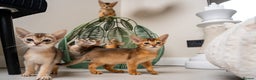 Abyssinian cats for sale: 6 Amazing Abyssinians, Extra Lovlely Personality - Advert 25