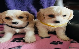 Cavachon dogs for sale: Cute Cavachon puppies  - Image 8