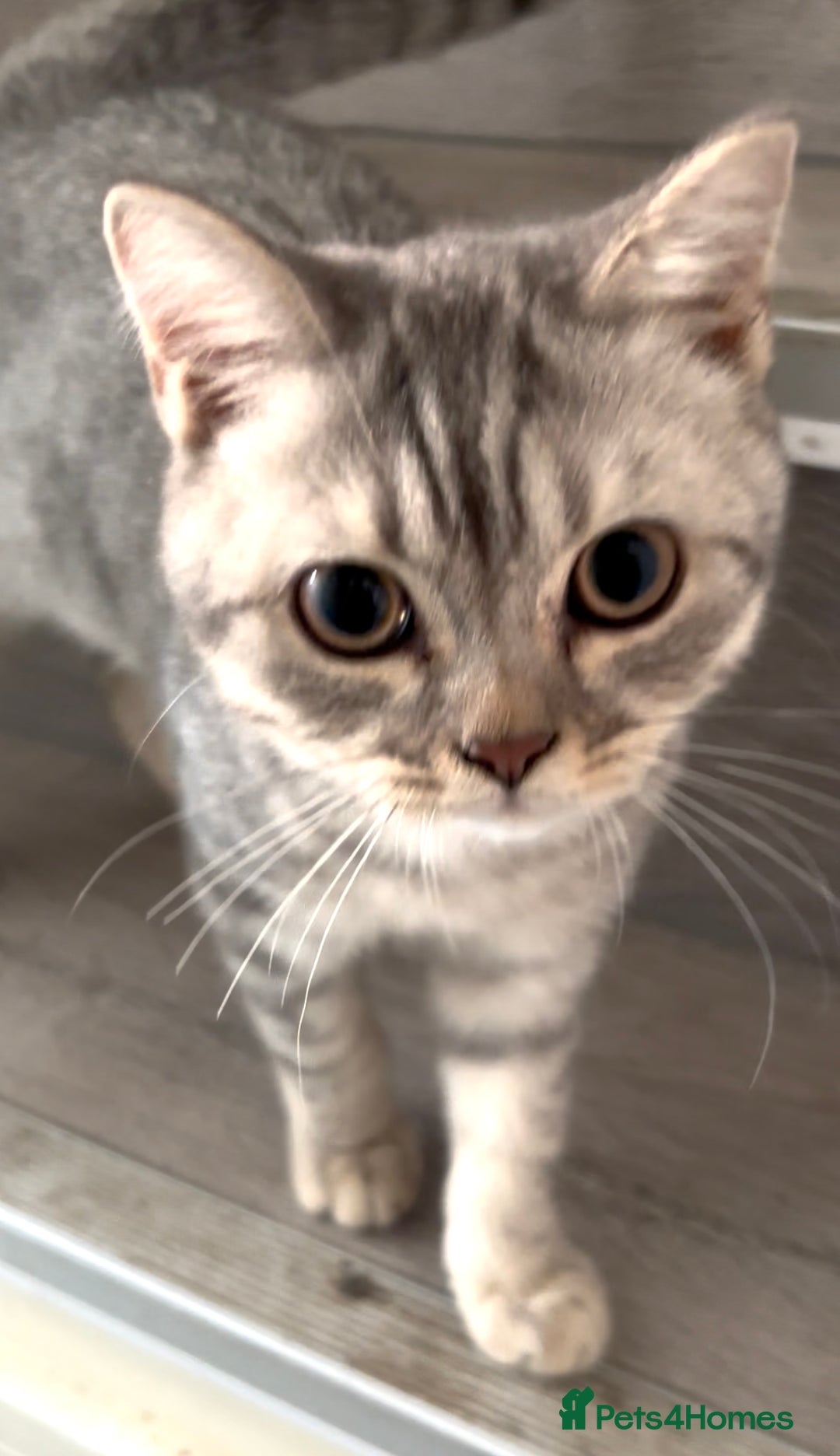 British Shorthair cats for sale: British shorthair cutest kitten - Image 5