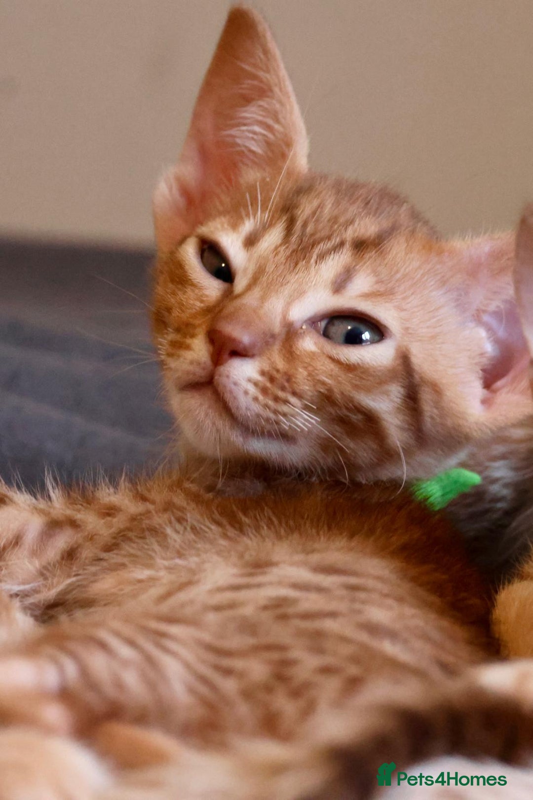 Ocicat cats for sale: Stunning Ocicat Kittens in Aberdeenshire - Advert 4