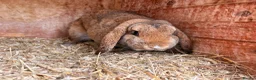 French Lop rabbits for sale: Harry  - Advert 3