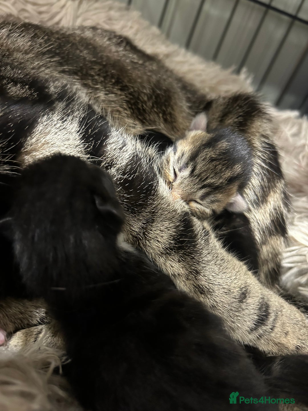 Domestic Shorthair cats for sale: Lovely Female Tabby & Tuxedo Kittens - Advert 3