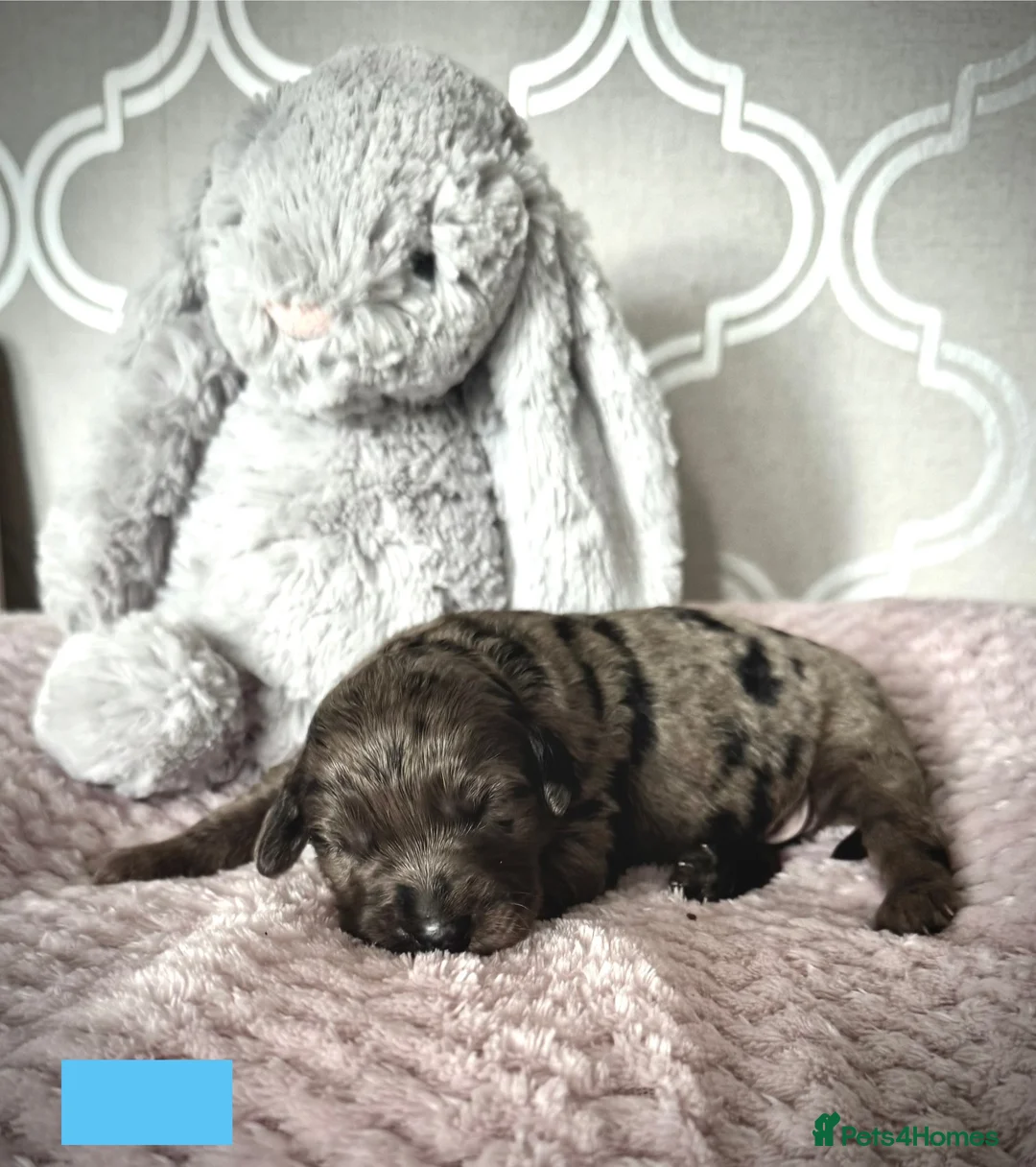 Labradoodle dogs for sale: Remaining boy Adorable Miniature Labradoodles left - Advert 30